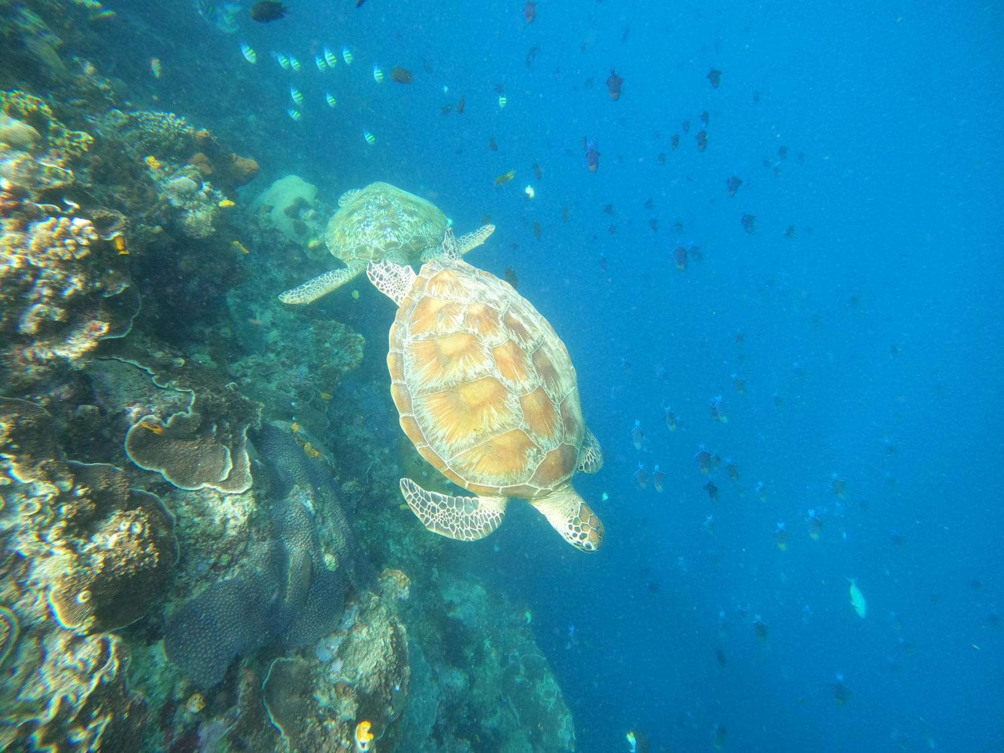 4 Sisters Divers บูนาแกน ภายนอก รูปภาพ