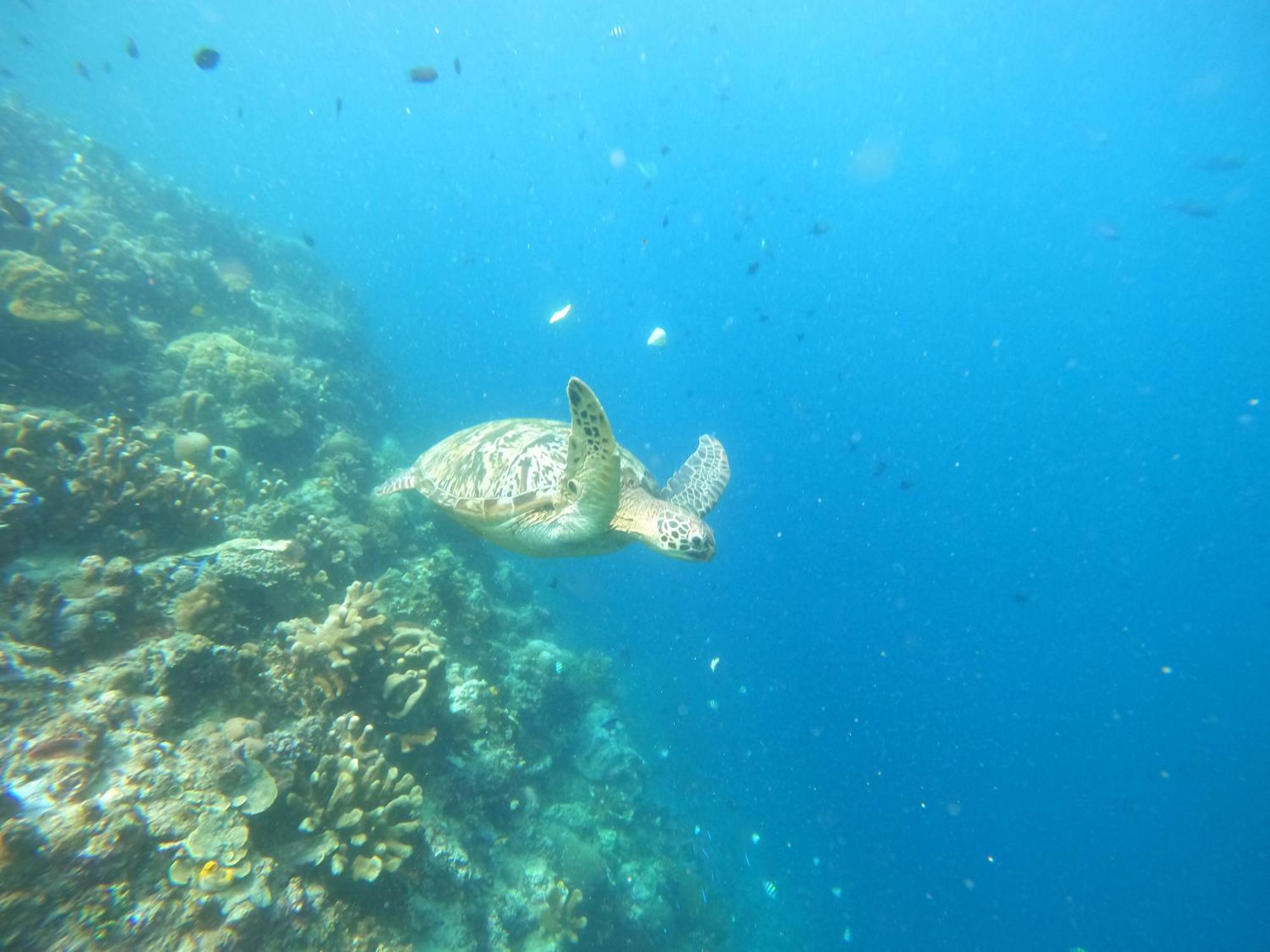 4 Sisters Divers บูนาแกน ภายนอก รูปภาพ