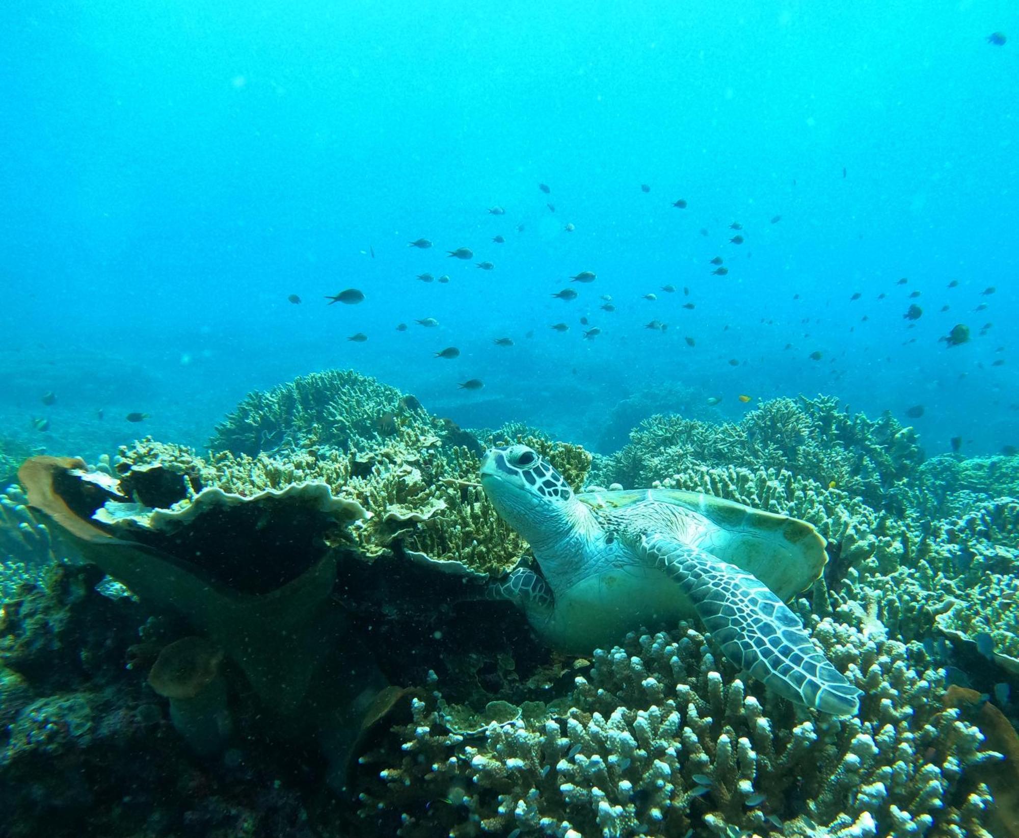 4 Sisters Divers บูนาแกน ภายนอก รูปภาพ