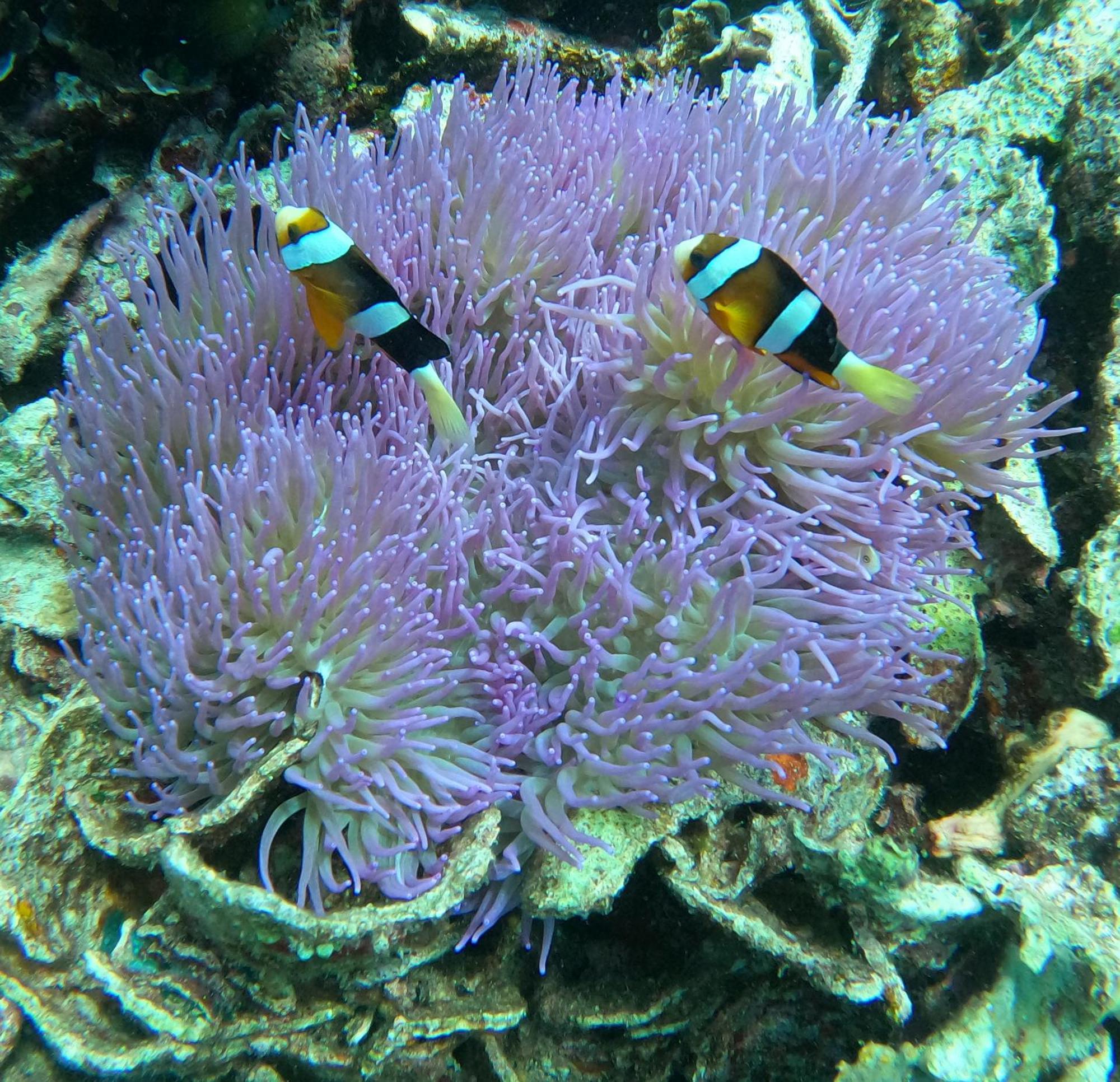 4 Sisters Divers บูนาแกน ภายนอก รูปภาพ