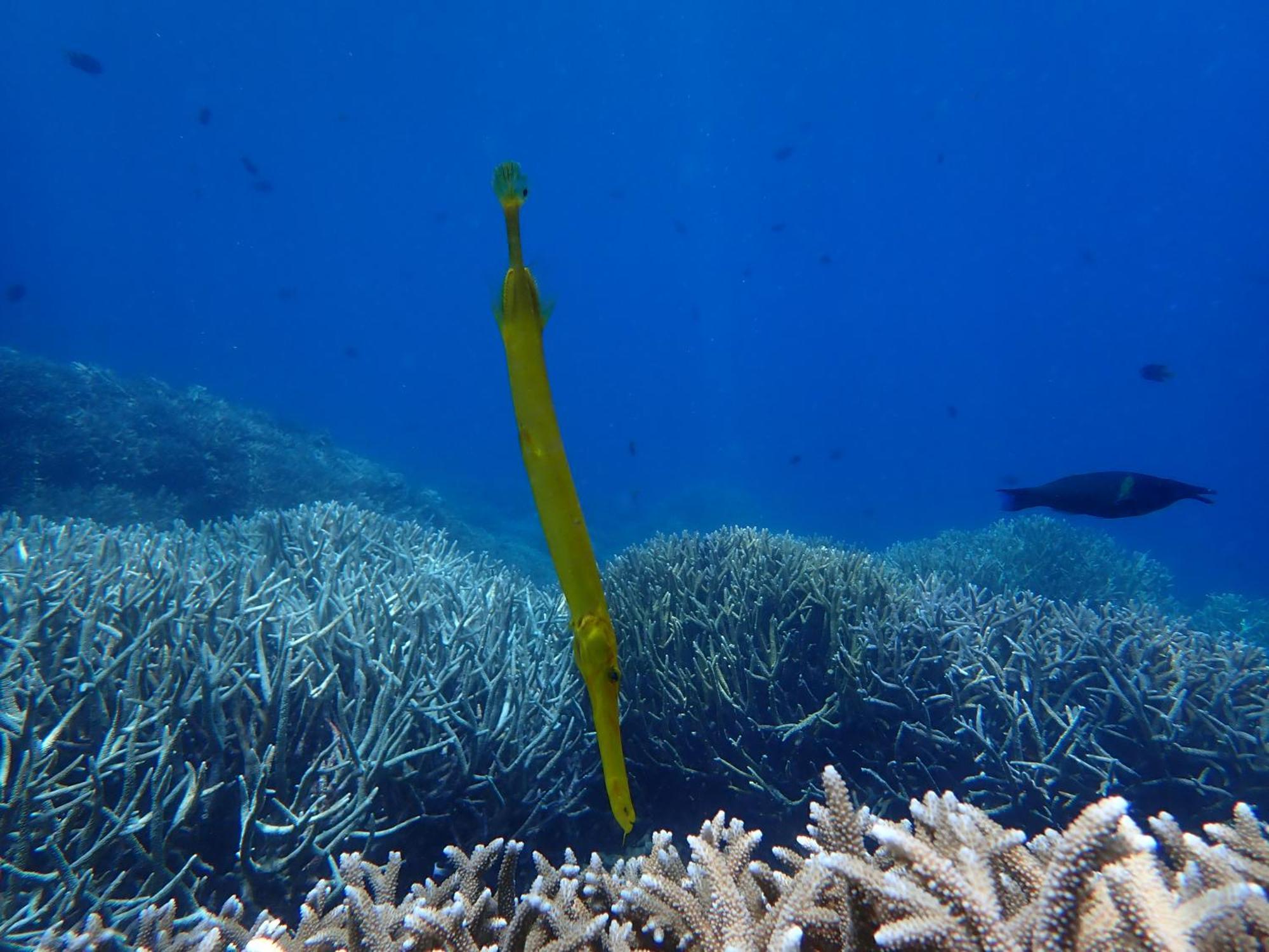 4 Sisters Divers บูนาแกน ภายนอก รูปภาพ